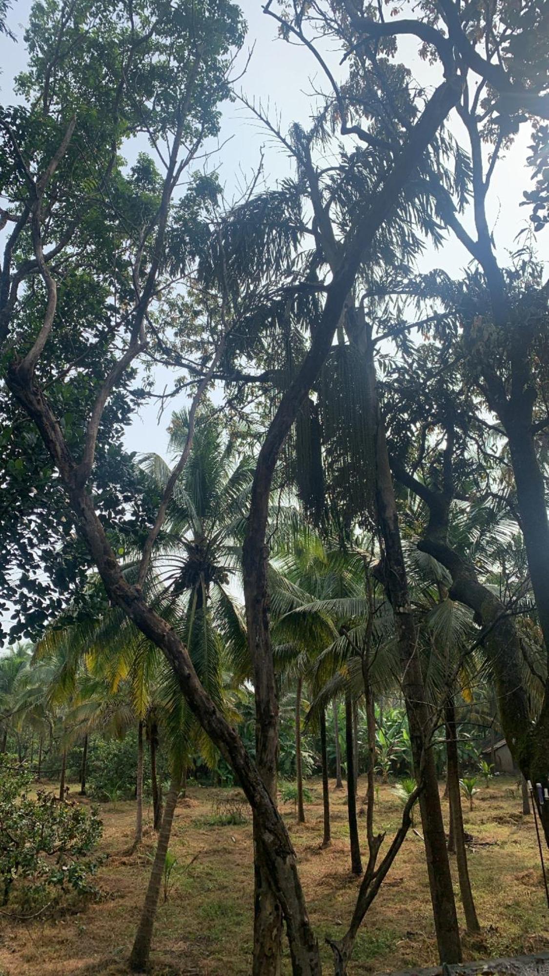 Ostello Tamasha Goa Vagator Esterno foto